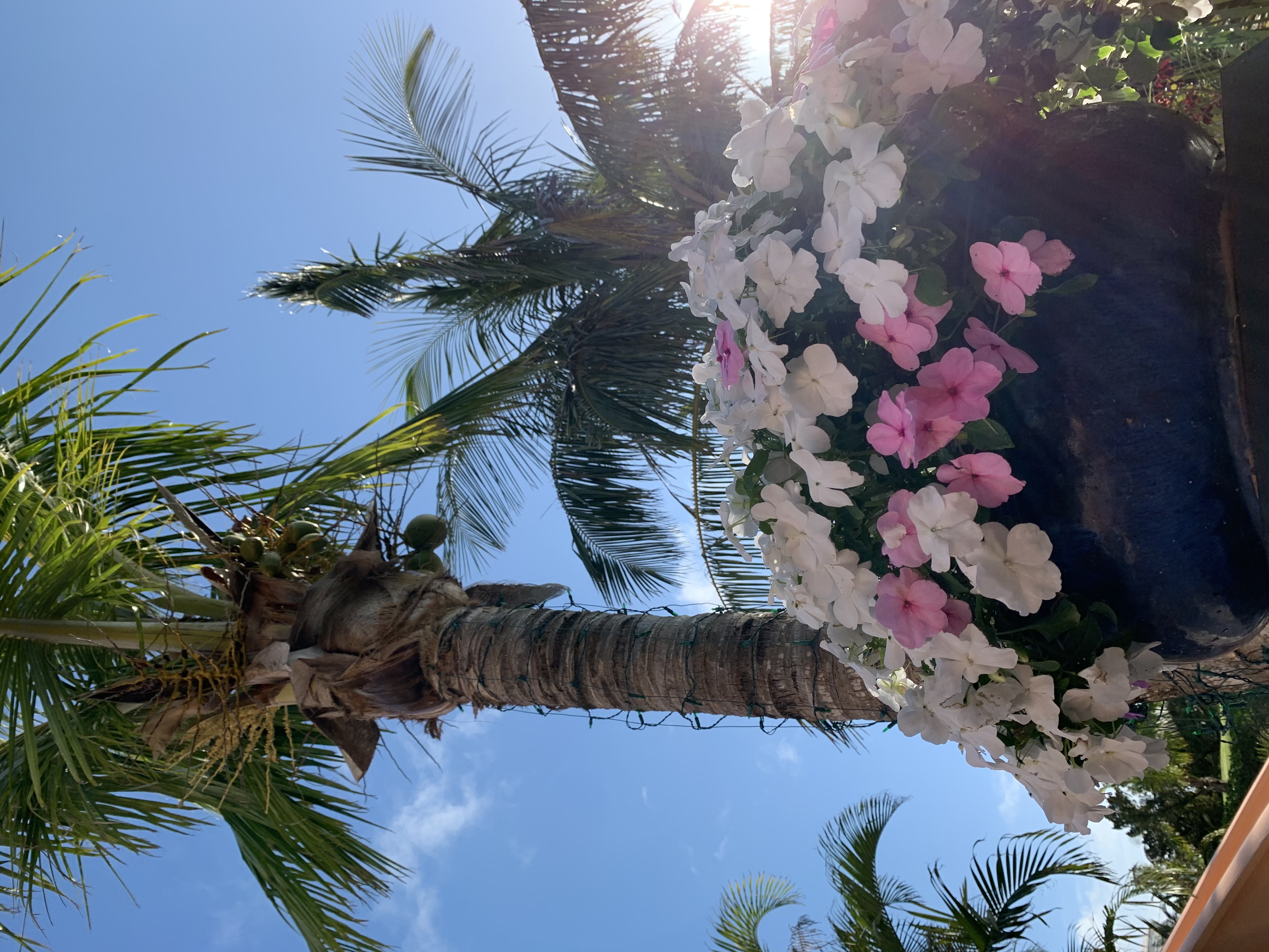 Palm Trees and flowers
