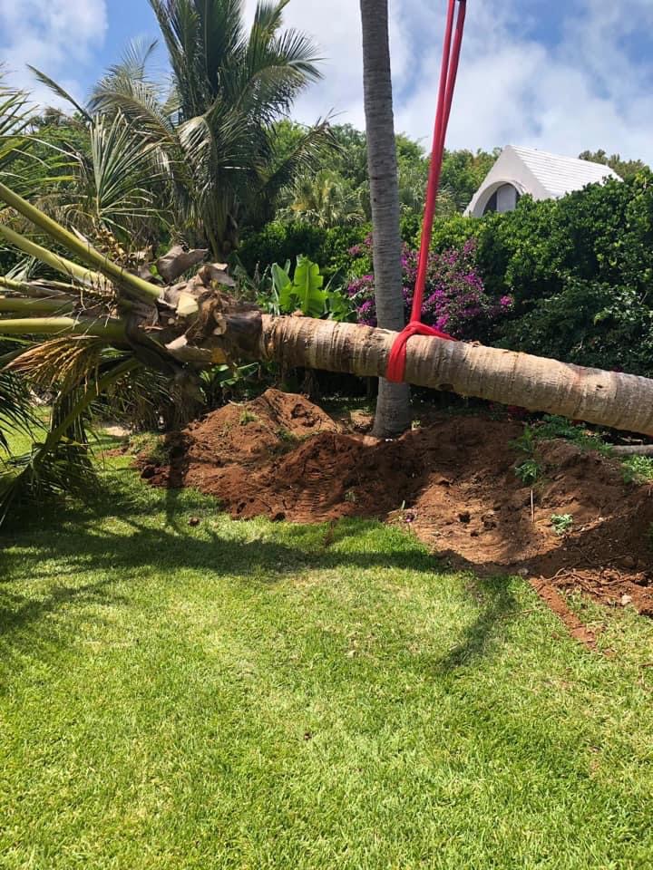 Palm tree planting